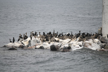 Obraz premium Cormorants on the island of the river
