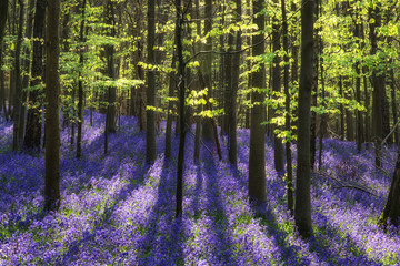 Beautiful morning in Spring bluebell forest with sun beams throu