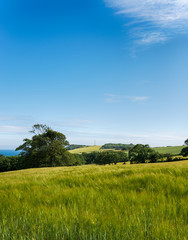 Summer Barley