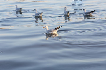 Flock Seagulls resting on the water surface