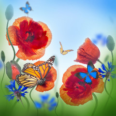 Red poppies field and blue cornflowers,  butterfly