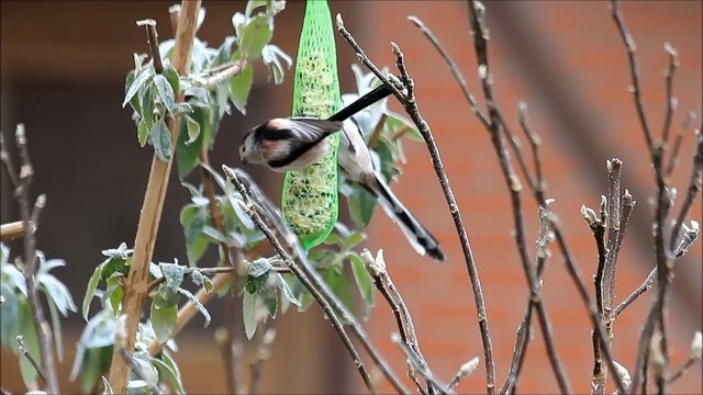 Schwanzmeisen picken futter an futterstange 