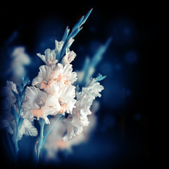 Fresh gladiolus on black background, floral card