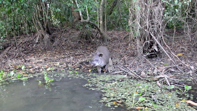 Tapir Attacking a Canoe
