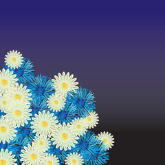 Chamomiles and cornflowers background