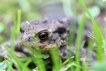 Little Toad in the Nature