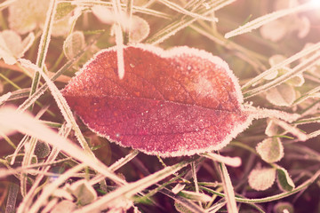 Yellow leaf and grass hit by autumn frost, toned