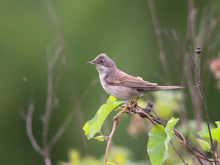 Common Whitethroat