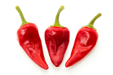 Hot red chilli pepper