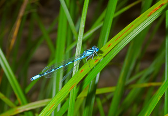 Small dragonfly 5