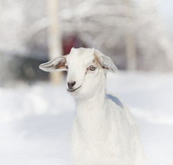 Portrait of baby goat