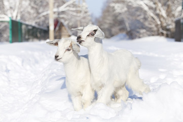 Fototapeta na wymiar close-up white goats walking on snow