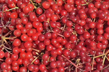 Berries of arrow-wood 17