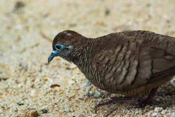 Zebra dove