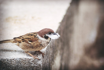 Tree Sparrow