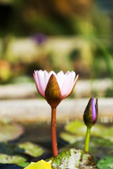 Hardy Waterlily in nature pool .