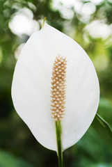 white spadix flower
