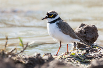 Little Ringed Plover (Charadrius dubius)