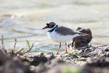 Little Ringed Plover (Charadrius dubius)