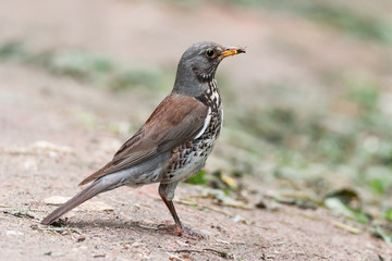Fieldfare With Insect Prey
