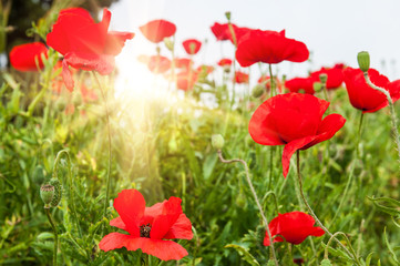 Field with a beautiful decorative red poppy flowers