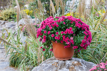Chrysanthemums blooming in the garden