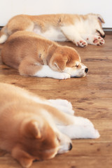 Tree Japanese akita-inu breed sleeping puppies