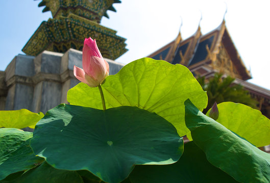 Lotus flower in front of Temple