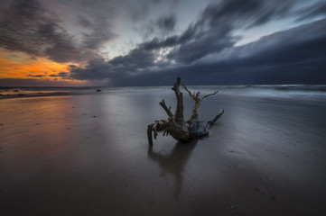 Drzewo wyrzucone przez falę na morską plażę