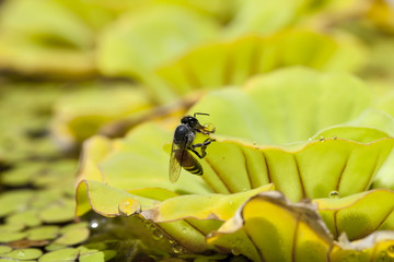 Green floating water lettuce, Pistia stratiotes