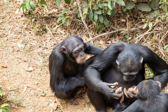 Schimpansen in Sierra Leone