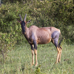 Naklejka na ściany i meble Topi Antelope in the National Reserve of Africa, Kenya