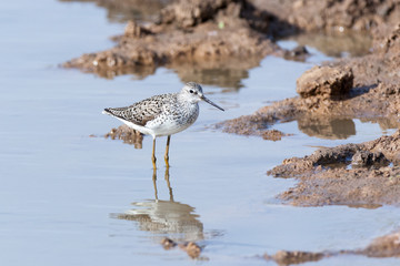 Marsh Sandpiper (Tringa stagnatilis)