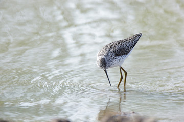 Marsh Sandpiper (Tringa stagnatilis)
