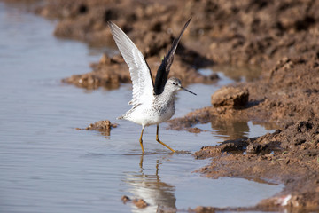 Marsh Sandpiper (Tringa stagnatilis)