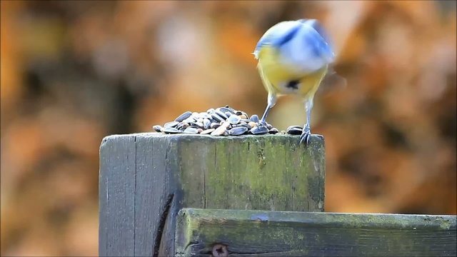 Blaumeise allein auf Holzpfosten pickt K&ouml;rnerfutter