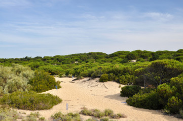 Punta Umbria - Costa de la Luz - dunes