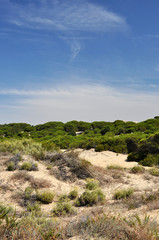 Fototapeta na wymiar Punta Umbria - Costa de la Luz - dunes