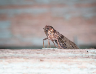 Cicada