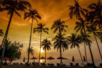 Obraz premium Coconut palms on sand beach in tropic on sunset