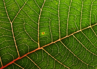 green leaf texture background of poinsettia christmas tree
