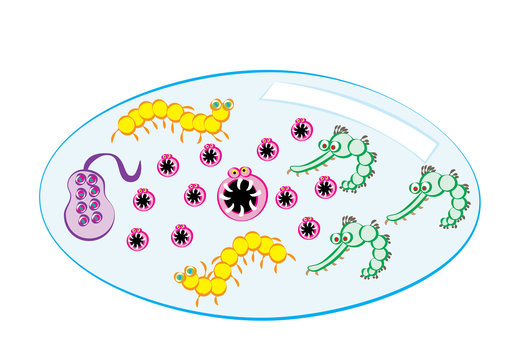 waterborne disease microbe