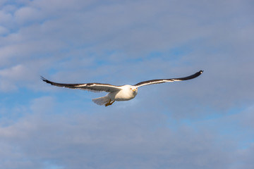 Seagulls over White sea.