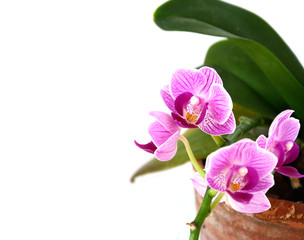 Orchidee Blüten