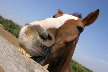 Young horse chewing fence at farm summertime funny scene