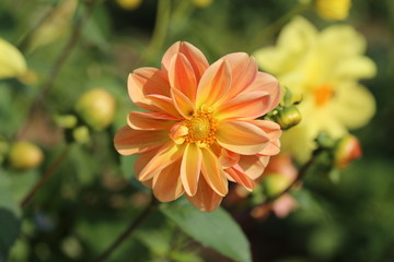 multicolored flowers