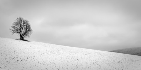 Obraz premium The Lonely Winter Tree