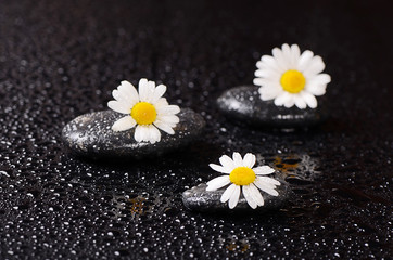 Stones for spa with water drops and chamomile