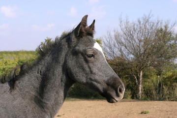 Fototapeta premium Purebred gray foal posing on summer pasture