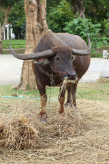 black buffalo eating food in farm